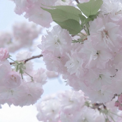 兽设国风设计灵感福瑞交流群